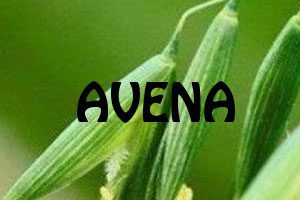Planta de Avena - Yotuspanishoil.com