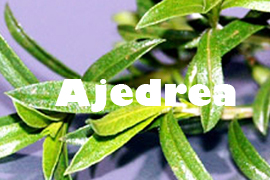 Ajedrea Planta saludable - Yotuspanishoil.com