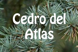cedro-del-atlas_ppal