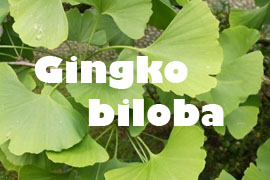 Gingko Biloba saludable - Yotuspanishoil.com