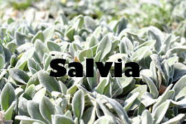 salvia beneficiosa para la salud - Yotuspanishoil.com