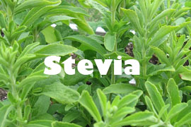 stevia planta saludable y buena - Yotuspanishoil.com