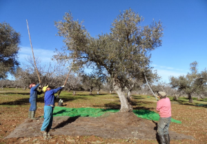Les hommes dans le processus de collecte d'huile d'olive