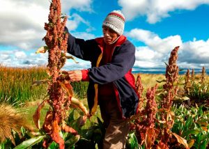 Planta de la Quinoa o quinua ¿Qué es?