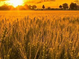 Beneficios y propiedades del Salvado de trigo