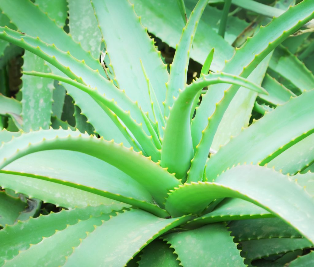 Aloe Vera Planta beneficiosa para adelgazar
