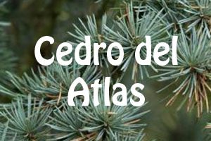 cedro-del-atlas_ppal